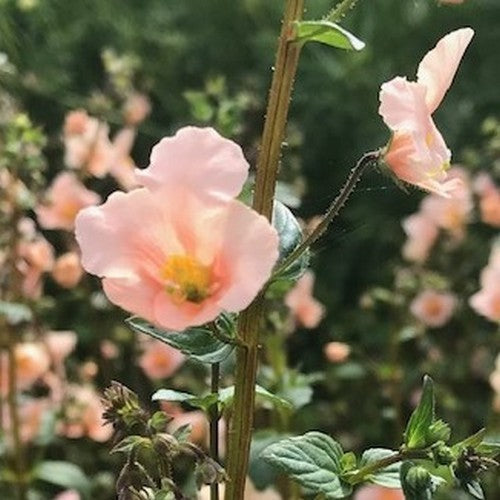 Alonsoa meridionalis 'Salmon Beauty'