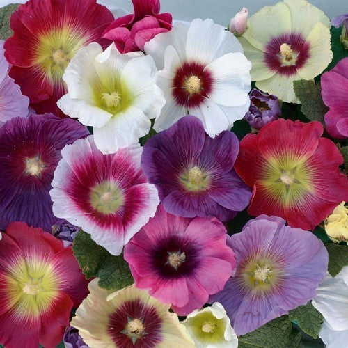 Alcea rosea annua 'Indian Spring'