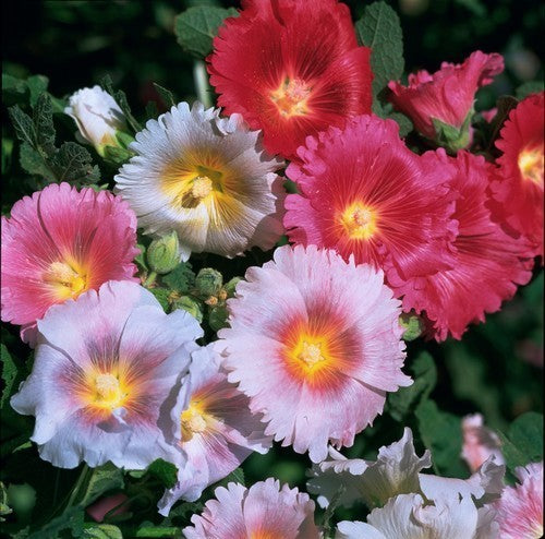 Alcea rosea annua 'Indian Spring'