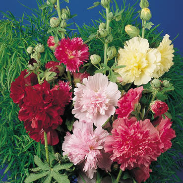 Alcea rosea annua 'Majorette Mixed'
