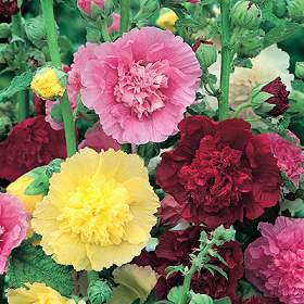 Alcea rosea annua 'Majorette Mixed'