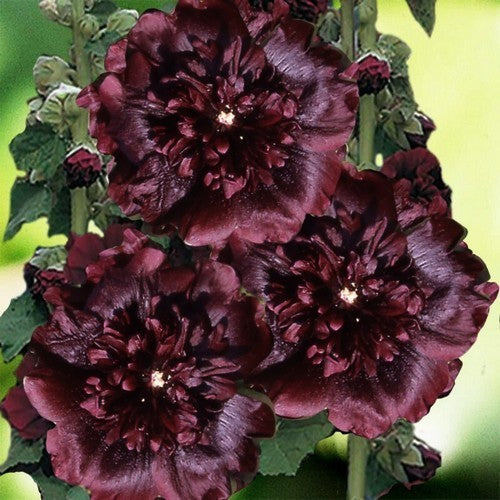 Alcea rosea annua 'Majorette Brown Red'
