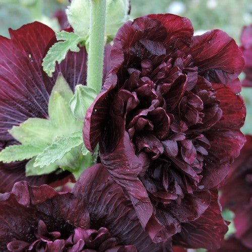 Alcea rosea annua 'Majorette Brown Red'