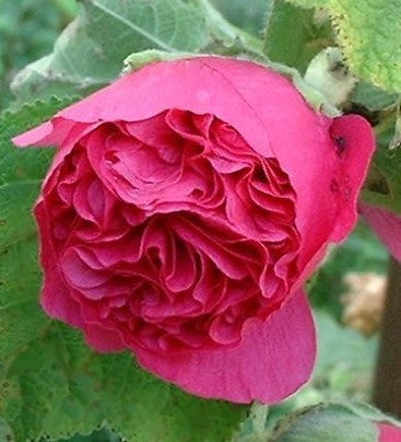 Alcea rosea annua 'Majorette Dark Rose'