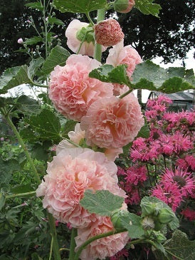 Alcea rosea annua 'Majorette Champagne'