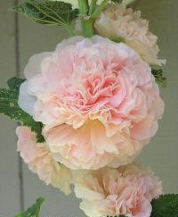 Alcea rosea annua 'Majorette Champagne'