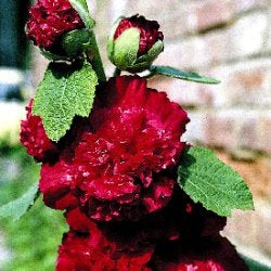 Alcea rosea annua 'Majorette Scarlet'