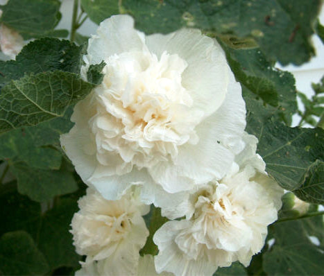 Alcea rosea annua 'Majorette White'