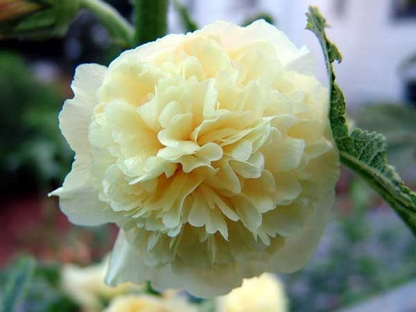 Alcea rosea annua 'Majorette Yellow'