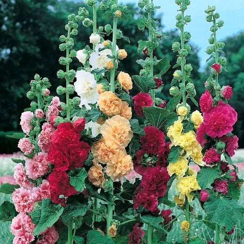 Alcea rosea annua 'Summer Carnival Mixed'