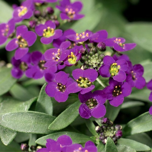 Alyssum maritimum 'Oriental Nights'