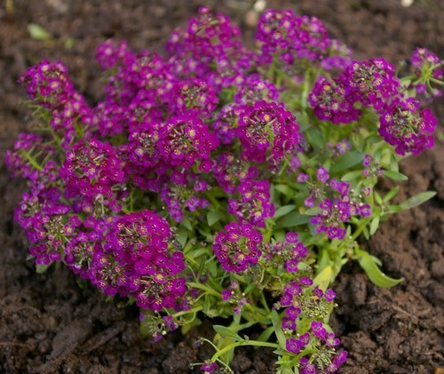 Alyssum maritimum 'Oriental Nights'