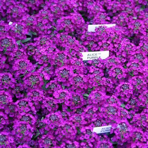 Alyssum maritimum 'Oriental Nights'