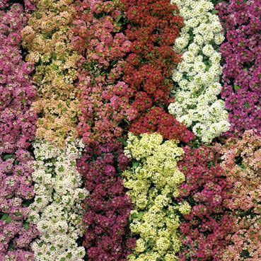 Alyssum maritimum 'Aphrodite Mixed' / 'Easter Basket Mixture'