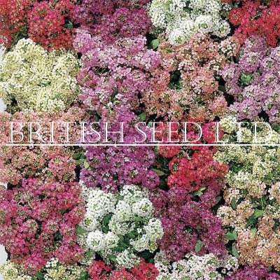 Alyssum maritimum 'Aphrodite Mixed' / 'Easter Basket Mixture'