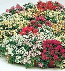 Alyssum maritimum 'Aphrodite Mixed' / 'Easter Basket Mixture'