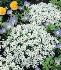 Alyssum maritimum 'Carpet of Snow' / 'snow Cloth'