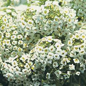 Alyssum maritimum 'Carpet of Snow' / 'snow Cloth'