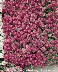Alyssum maritimum 'Rosie O'Day'