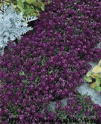 Alyssum maritimum 'Violet Queen'