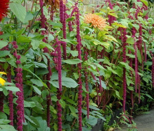 Amaranthus caudatus 'Amour Rejeté'
