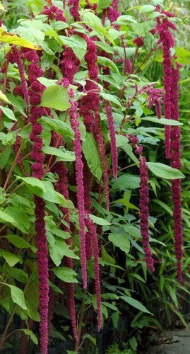 Amaranthus caudatus 'Amour Rejeté'