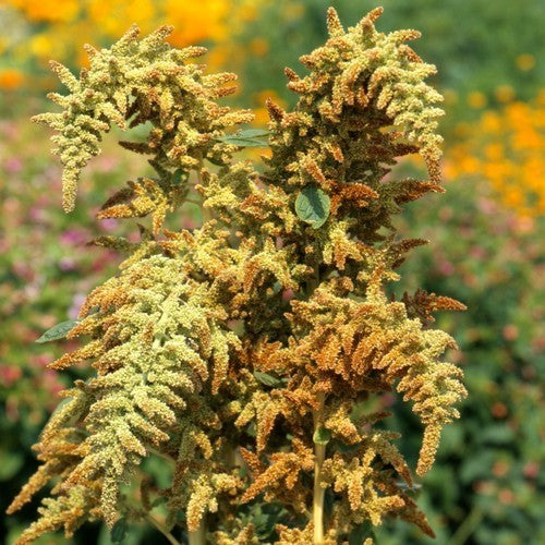 Amaranthus cruentus 'Autumn's Touch''
