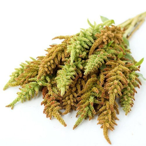 Amaranthus cruentus 'Autumn's Touch''