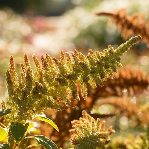 Amaranthus cruentus 'Autumn's Touch''