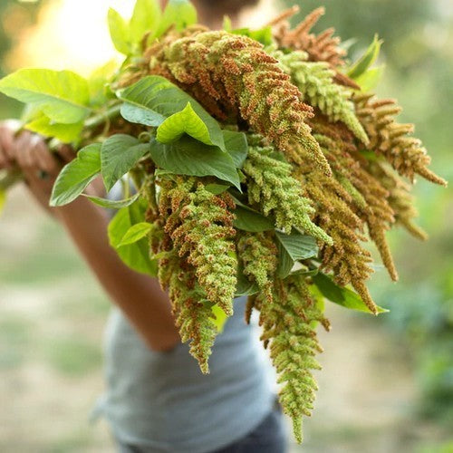 Amaranthus cruentus 'Autumn's Touch''