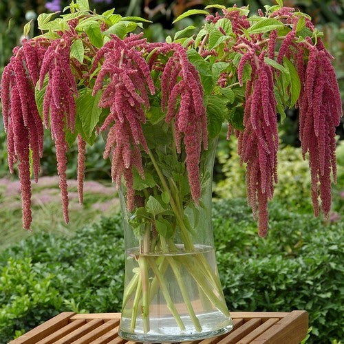 Amaranthus caudatus 'Coral Fountain'