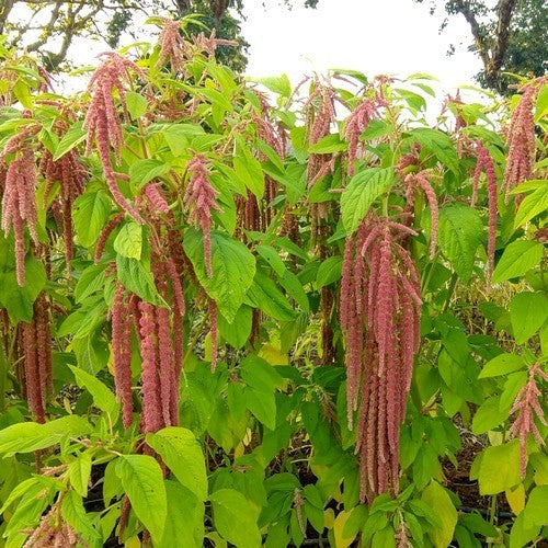 Amaranthus caudatus 'Coral Fountain'