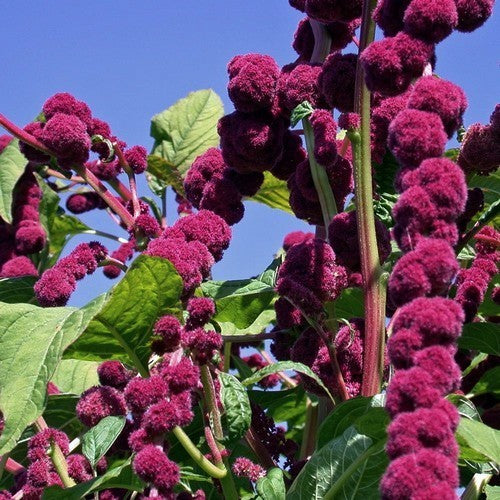 Amaranthus caudatus 'Dreadlocks'