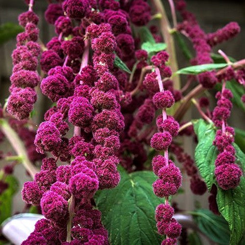 Amaranthus caudatus 'Dreadlocks'