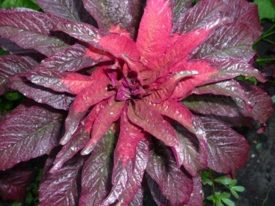 Amaranthus tricolor 'Early Splendor'