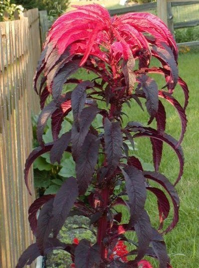 Amaranthus tricolor 'Early Splendor'