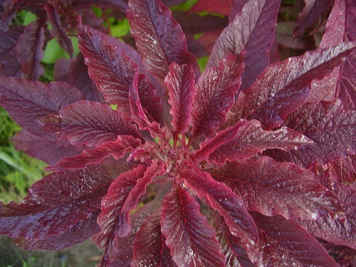 Amaranthus tricolor 'Early Splendor'