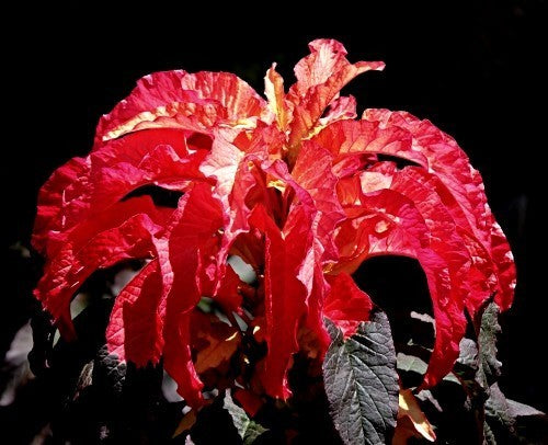 Amaranthus tricolor 'Early Splendor'