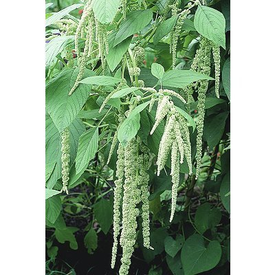 Amaranthus caudatus 'Green Viridis'