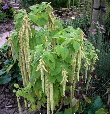 Amaranthus caudatus 'Green Viridis'