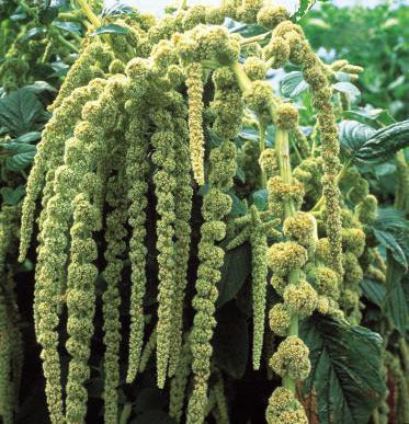 Amaranthus caudatus 'Green Viridis'