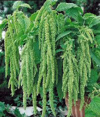 Amaranthus caudatus 'Green Viridis'