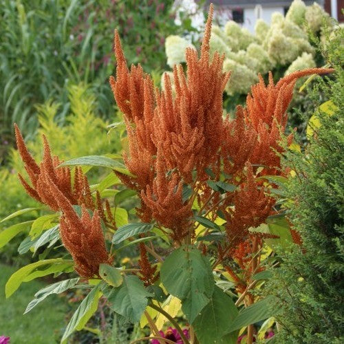 Amaranthus cruentus 'Hot Biscuits'