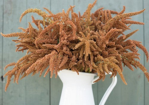 Amaranthus cruentus 'Hot Biscuits'