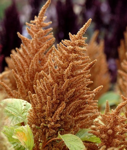 Amaranthus cruentus 'Hot Biscuits'