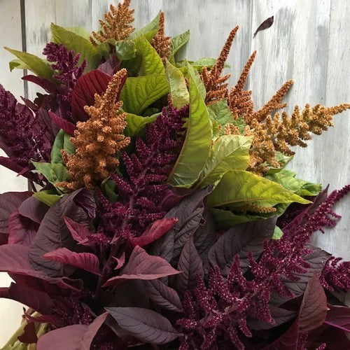 Amaranthus cruentus 'Hot Biscuits'