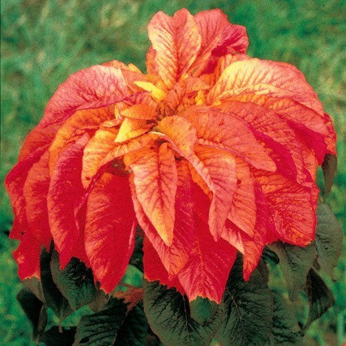 Amaranthus tricolor 'Illumination' / 'Flaming Fountain'