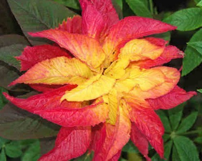 Amaranthus tricolor 'Illumination' / 'Flaming Fountain'