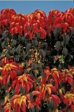 Amaranthus tricolor 'Illumination' / 'Flaming Fountain'