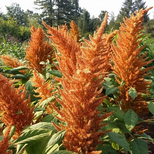 Amaranthus caudatus 'Kupferberg' / 'Golden Giant'